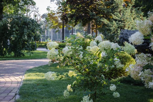 Beautiful parkland scene, hydrangea bush concept photo. Morning garden lawn photography. Idyllic scene. High quality picture for wallpaper, travel blog.