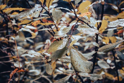 Close up autumn rainy bush in the garden concept photo. Countryside at falling season. Morning dew park background. High quality picture for wallpaper