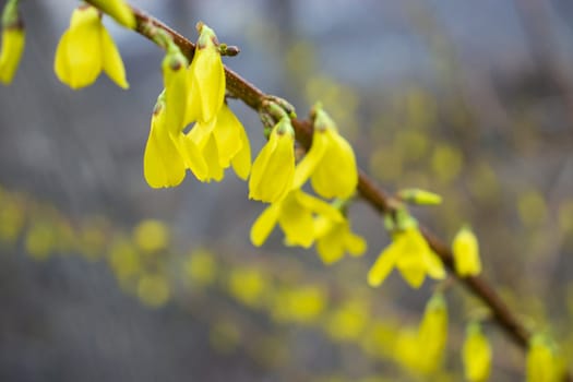 Close up branch of yellow flowers of Forsythia plant concept photo. Easter tree. Blurred background. Golden bell. Yellow flower on a branch. The beauty of spring nature.