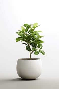 Potted plant with isolated white background. AI Generated