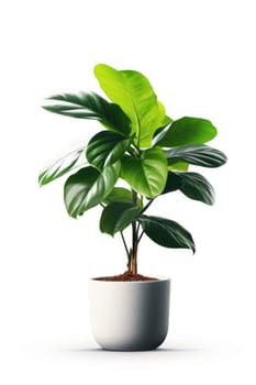 Potted plant with isolated white background. AI Generated