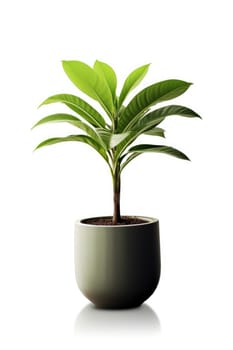 Potted plant with isolated white background. AI Generated