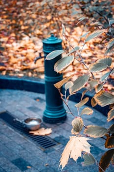 Street water tap in the autumn park concept photo. Water pouring source for animals. Autumn atmosphere image, city parkland. Template for design. High quality picture for wallpaper, travel blog.