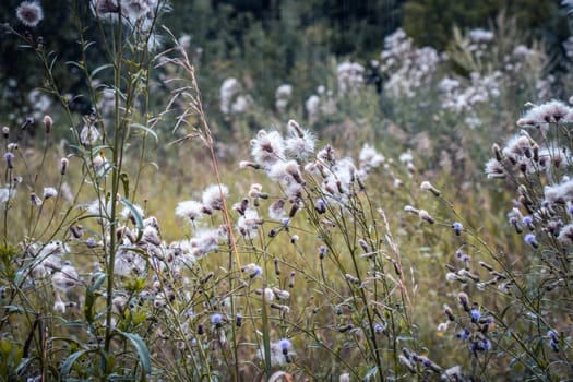 Summer meadow flowers under raindrops concept photo. Front view photography with blurred background. High quality picture