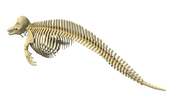 Killer Whale Orca Skeleton 3D rendering model