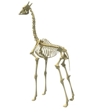 Giraffe Skeleton anatomical animal 3D rendering model on white background