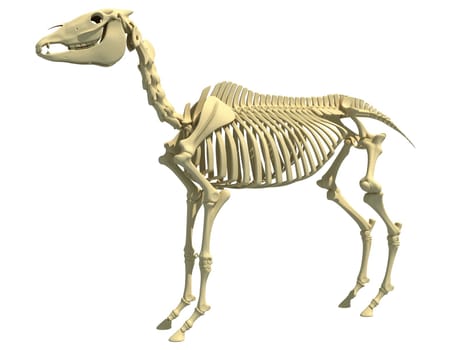 Horse Skeleton anatomy 3D rendering model