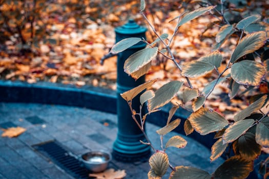 Street water tap in the autumn park concept photo. Water pouring source for animals. Autumn atmosphere image, city parkland. Template for design. High quality picture for wallpaper, travel blog.