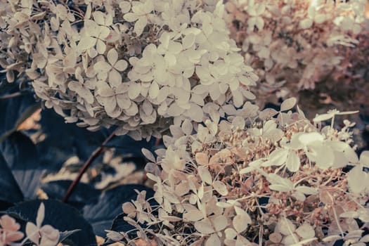 Close up beautiful pink hydrangea inflorescences on the bush concept photo. The flowering of a hydrangea bush. Summer bright flower. High quality picture for wallpaper