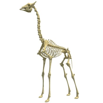 Giraffe Skeleton anatomical animal 3D rendering model on white background