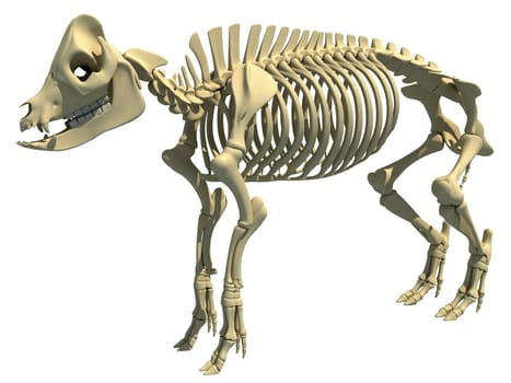 Pig Skeleton skeletal animal 3D rendering model on white background