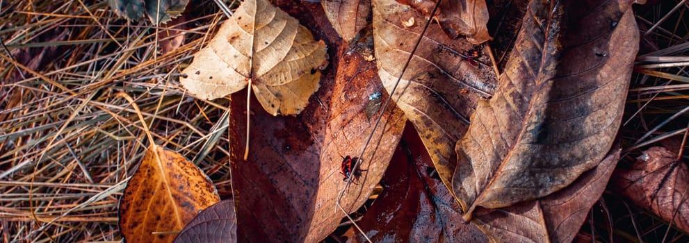 Close up autumnal leaves on ground with dew concept photo. Autumn colorful background with bug. Bright foliage with dew on grass. Fallen foliage. High quality picture for wallpaper, travel blog,