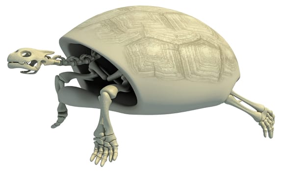 Tortoise anatomy Turtle Skeleton on white background 3D rendering model