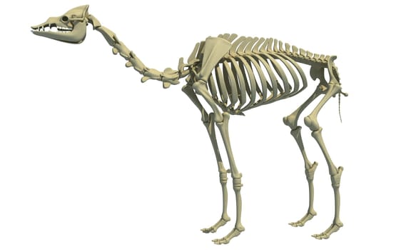 Camel Skeleton Dromedary 3D rendering model animal anatomy