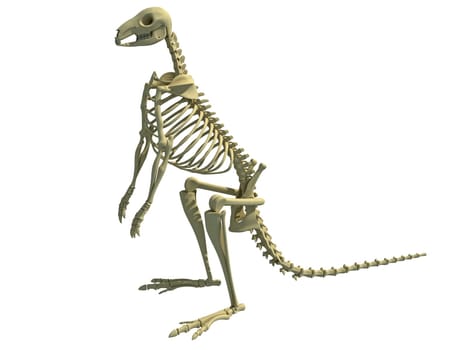 Kangaroo Skeleton animal anatomy 3D rendering model