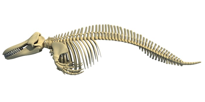 Killer Whale Orca Skeleton 3D rendering model