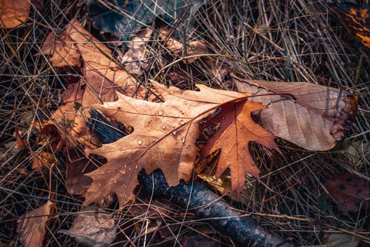 Autumn oak leaves on grass concept photo. Autumnal colorful background. Bright foliage with dew on ground. October landscape. November nature. Fallen foliage. Autumn park.