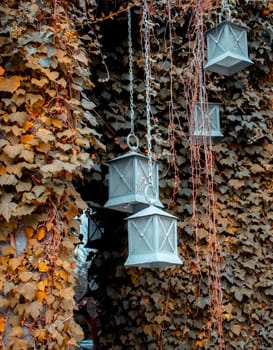 Hedge fence with hanging lanterns outside of building facade. Urban exterior is covered with ivy plant and lamp. Front view photography with autumn background. High quality picture