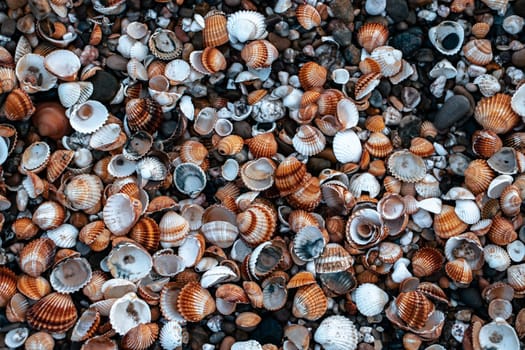 Sea shells on sand as background photo. Mediterranean seaside. Catalonia seashore. High quality picture for wallpaper, travel blog