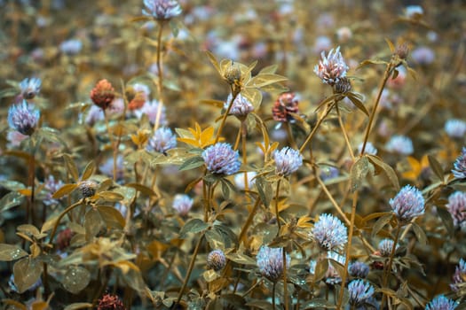 Close up meadow purple clover flower under the rain concept photo. Beauty Trifolium pratense purple flower grows on summer pasture, sunny day