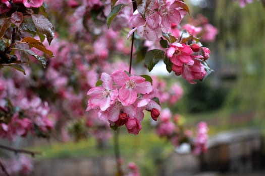 Close up apple spring flower with rain drops concept photo. Photography with blurred background. Countryside at spring season. Spring garden blossom background