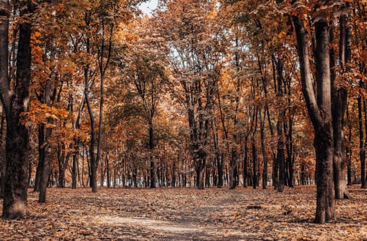 Beautiful landscape with autumn trees and pathway in sunny park. Autumnal park, fall season, natural background. Idyllic scene. High quality picture for wallpaper, travel blog, magazine, article