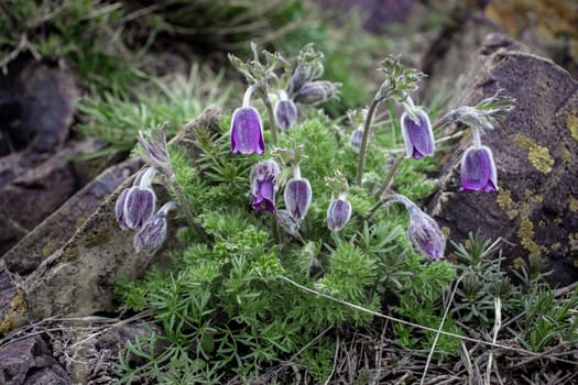 Dream-grass is the most beautiful spring flower. Pulsatilla blooms in early spring. High quality picture for wallpaper