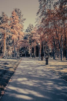 Beautiful landscape with autumn trees and pathway in sunny park. Autumnal park, fall season, natural background. Idyllic scene. High quality picture for wallpaper, travel blog, magazine, article