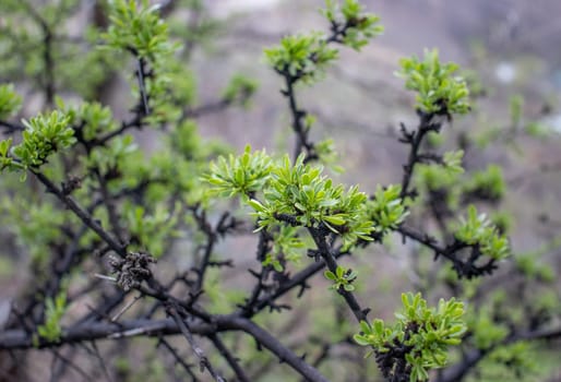 Close up twig with young leaves and rain drops concept photo. Young branches, stems in springtime. Front view photography with blurred background. High quality picture for wallpaper