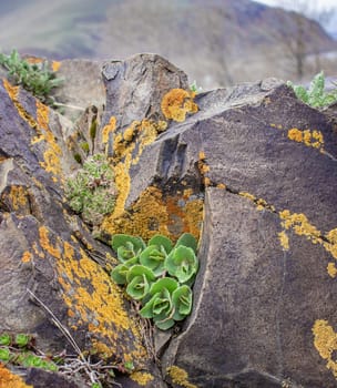 Close up succulent on the rocks concept photo. Outdoor plant surrounded by rocks in mountains. Rocks with moss texture in nature for wallpaper.