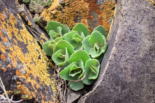 Close up green rock rose cactus on the rocks concept photo. Plant surrounded by rocks in mountains. Rocks with moss texture in nature for wallpaper.