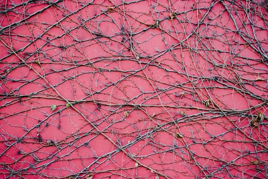 Ivy red wall texture background concept photo. Old brick wall and autumn creeper, bricks fence, retro exterior. District of European town. High quality picture for wallpaper, travel blog.