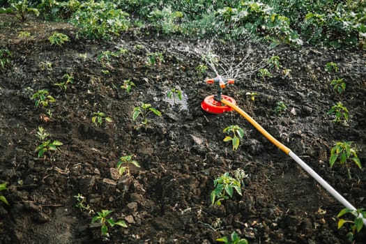 Garden irrigation system watering lawn, grass, flowers and trees. Sprinkler rotating, spraying water. Hot summer day. Smart gardening care concept.