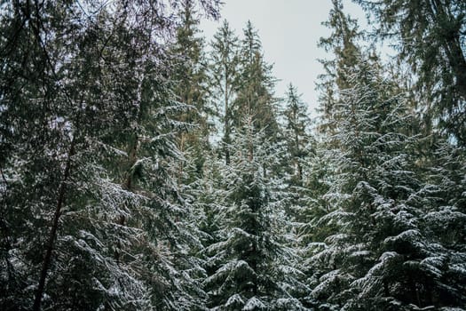 Falling real calm snow in forest. Winter, cold weather, snowfall. Romantic wonderland. Magic landscape, beautiful Christmas background.