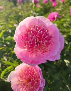 Large big peony flower with large petals of pink crimson red color with stamens and green leaves close-up. Beautiful blossoming of beautiful Peony flower. Beautiful flower peony blossom in spring