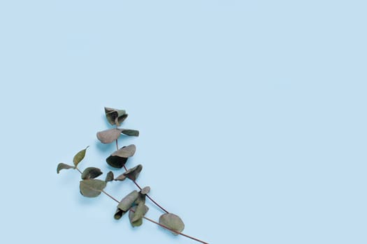 Two sprigs of eucalyptus on blue background.