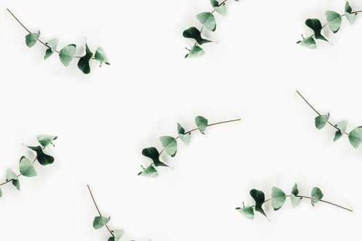 Sprigs of eucalyptus on isolated white background.