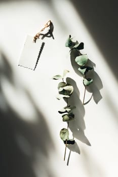 Sprigs of eucalyptus with a note on white background in sunlights.