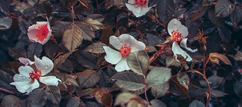 Blossom Rose flower buds under rain concept photo. Idyllic morning scene. Front view photography with blurred magical background. High quality picture for wallpaper