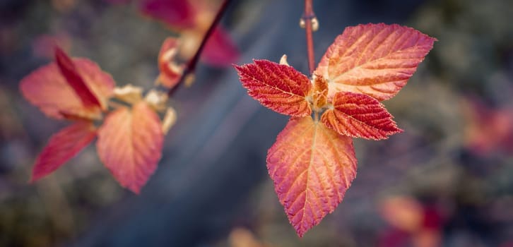 Close up bright red leaves on the branch concept photo. October landscape. Front view photography with blurred background. High quality picture