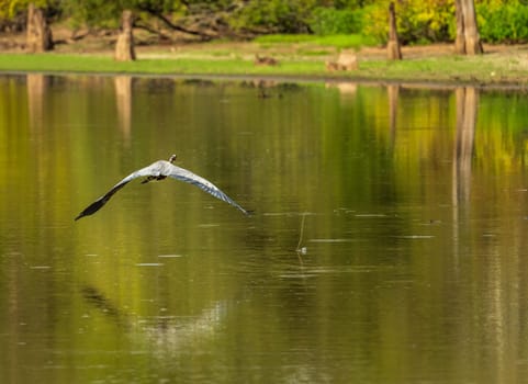 Great blue heron bird flying above calm waters of Atchafalaya Basin near Baton Rouge Louisiana