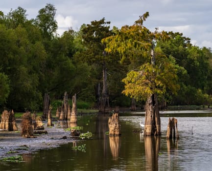 Stumps from felling of bald cypress trees in the past seen in calm waters of the bayou of Atchafalaya Basin near Baton Rouge Louisiana