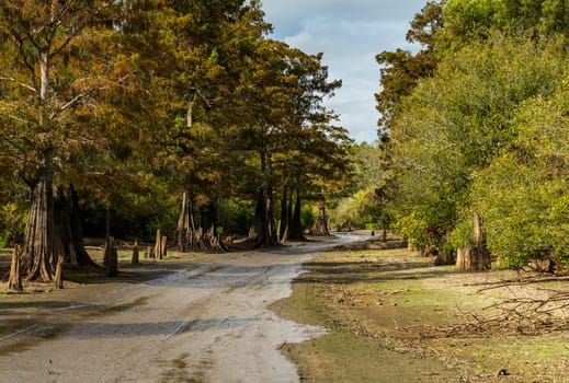 Muddy channel or pathway taken by airboat tours of the bayou of Atchafalaya Basin near Baton Rouge Louisiana