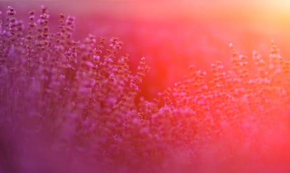 Blooming lavender in a field at sunset in Provence. Fantastic summer mood, floral sunset landscape of meadow lavender flowers. Peaceful bright and relaxing nature scenery