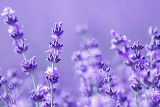 Lavender flower blooming scented fields in endless rows. Selective focus on Bushes of lavender purple aromatic flowers at lavender field. Abstract blur for background.