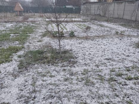 Snow fell on the garden where vegetables grow in a the village