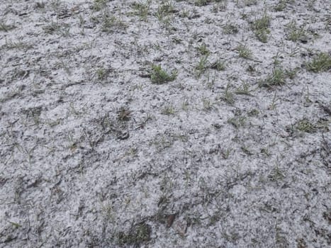 Snow fell on the garden where vegetables grow in a the village