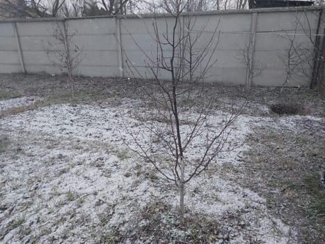 Snow fell on the garden where vegetables grow in a the village