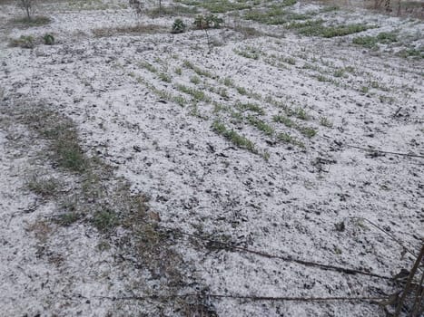 Snow fell on the garden where vegetables grow in a the village