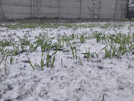 Snow fell on the garden where vegetables grow in a the village